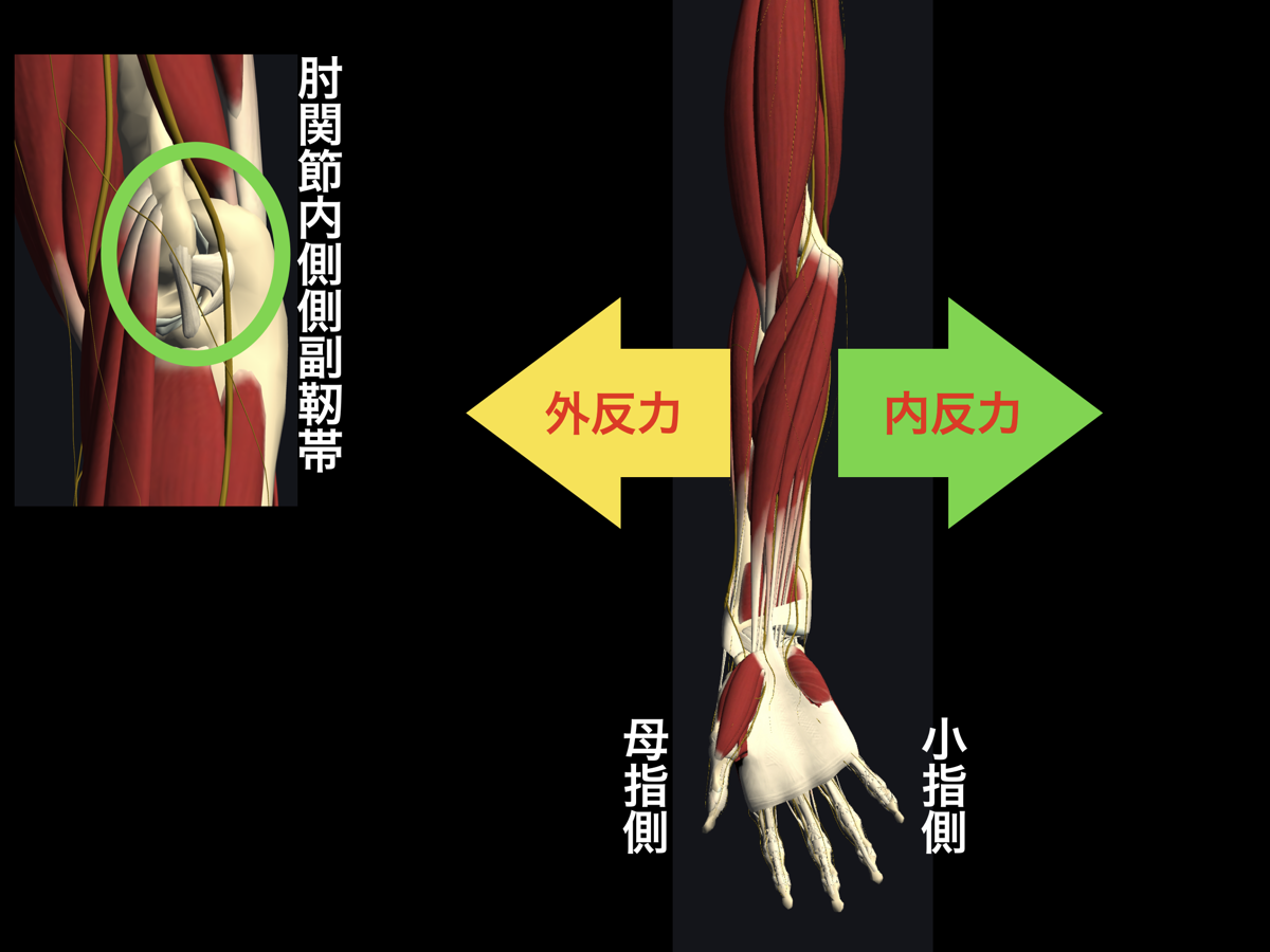 肘関節内側側副靭帯損傷 肘ｍｃｌ損傷 宇都宮のはせがわ整形外科