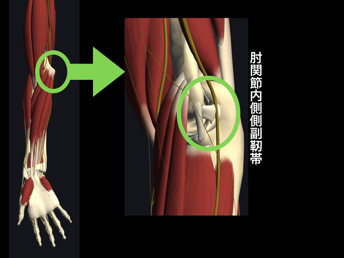 肘関節内側側副靭帯損傷 肘ｍｃｌ損傷 宇都宮のはせがわ整形外科